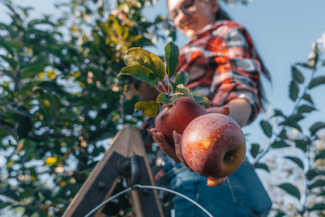 young girl holds an apple in her hand, plucks the autumn harvest on a tree looking at the camera,...