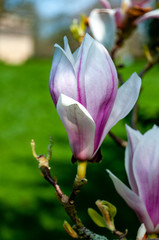 Close up of pink magnolia blossoms. pring floral background with magnolia flowers.  Blooming Magnolia tree. Selective focus