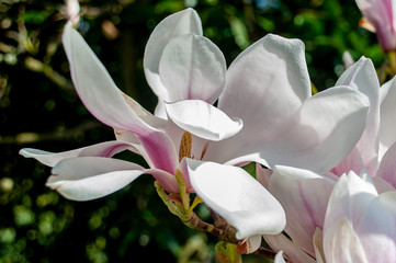 Close up of pink magnolia blossoms. pring floral background with magnolia flowers.  Blooming Magnolia tree. Selective focus