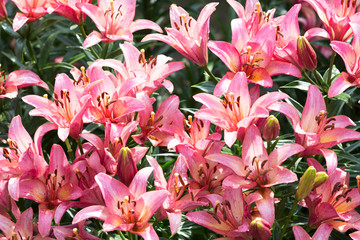 Bouquet of pink lilies close-up