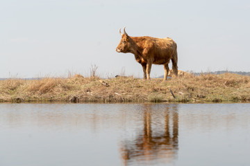 Beautiful wild cow