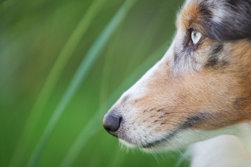 Sheltie im Profil vor Gräsern