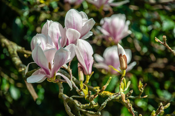 Obraz premium Close up of pink magnolia blossoms. pring floral background with magnolia flowers. Blooming Magnolia tree. Selective focus