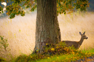 Reh hinter Baum bei Allee auf Insel Rügen im Herbst