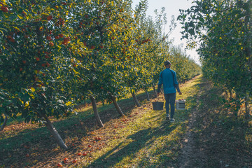Obraz premium A farmer carries a basket with fresh ripe apples. Organic products from the farm garden concept