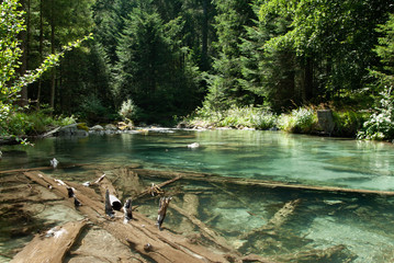 the needle with trunks in the water