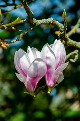 Close up of pink magnolia blossoms. pring floral background with magnolia flowers.  Blooming...