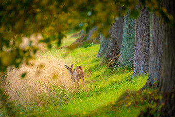 Reh an einer Allee im Herbst - Insel Rügen