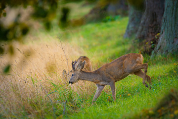 Reh mit Rehbock an einer Allee im Herbst - Insel Rügen