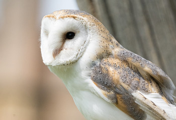 Barn Owl