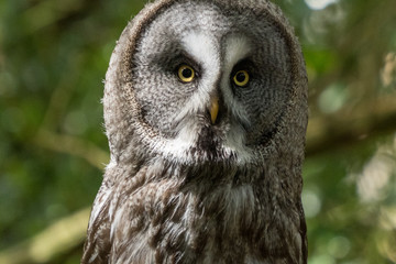 Great Grey Owl