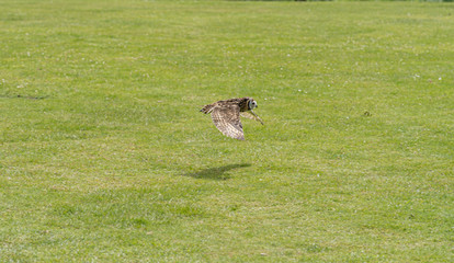 Owl in Flight