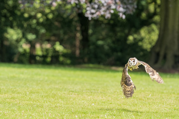 Owl in Flight