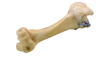Femur bone of cow  isolated on a white background