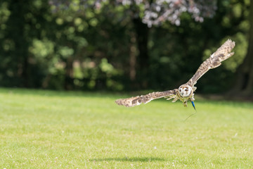 Owl in Flight