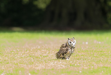 owl on grass