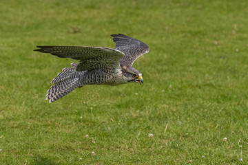 Fototapeta premium Peregine Falcon
