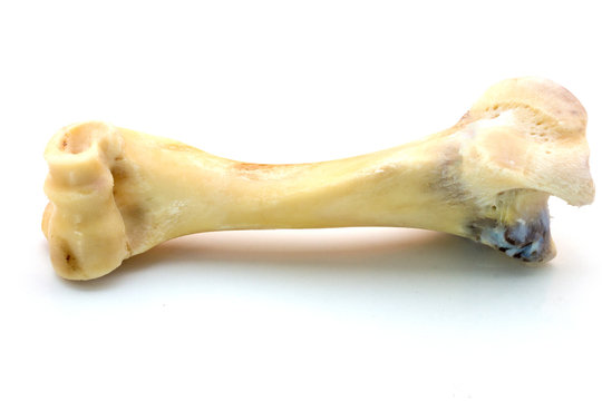 Femur bone of cow  isolated on a white background