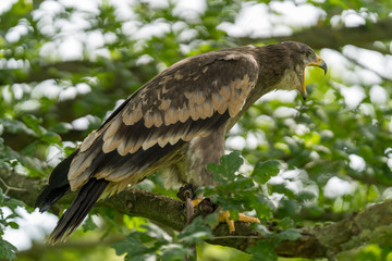 Golden Eagle