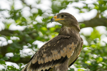 Golden Eagle