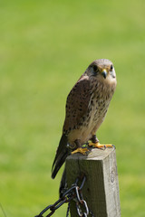 European Kestrel