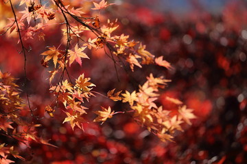 紅葉の風景