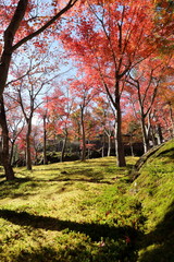 紅葉の風景