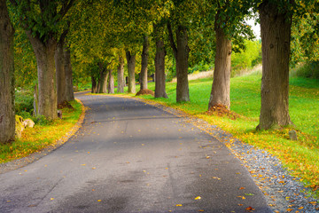 Allee Straße im Herbst