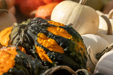Gourds