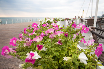 pink and white flowers bougainvillea on a background of blue sea