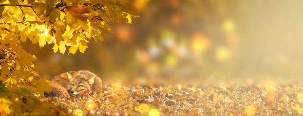 Autumn fabulous banner with red fox vulpes and branches with fall golden yellow maple leaves in fantasy forest on background of orange autumnal foliage and shiny glowing bokeh, place for your text. - Powered by Adobe