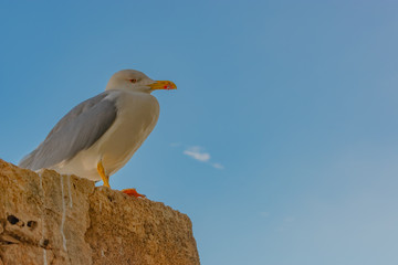 Denia Castle is an icon of the city and must visit