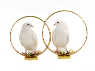 White doves sit wedding rings isolated on a white
