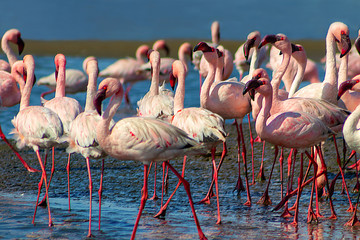 Wild african birds. Groupe of pink flamingo birds on the blue lagoone on a sunny day. Walvis bay, Namibia 