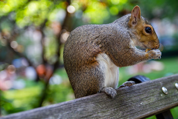 Ardilla en Central Park