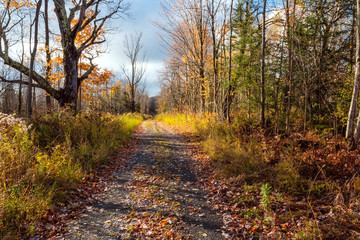 autumn in the forest