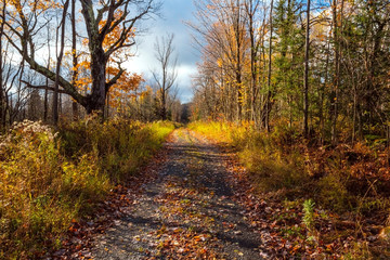 Autumn Trail through the forest 