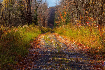 Country Road in Fall 
