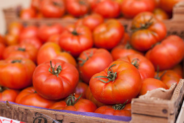 lots of tomatoes on a branch on counter