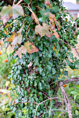 Ivy training on tree in Japan