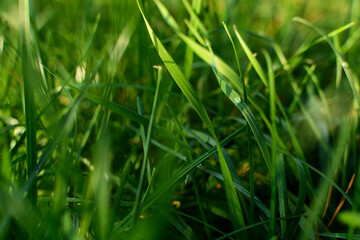Young, fresh grass and dewdrops in the early morning in a park (forest). Natural background.