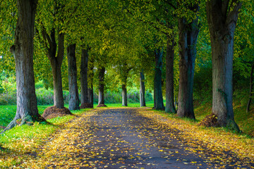 Allee Straße auf Insel Rügen im Herbst
