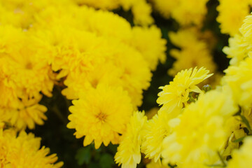 Autumn flowers (chrysanthemums, daisies) flooded with sunbeams. Natural, floral background.