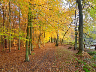 Fototapeta premium Herbstwald