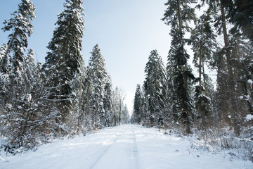 en forêt un chemin en hiver sous la neige dans le Jura