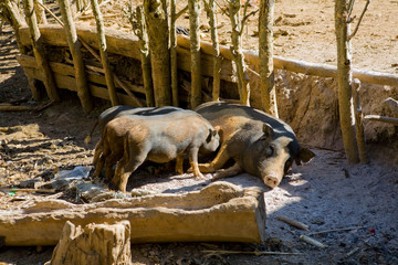 pig with piglets Luang Prabang Laos