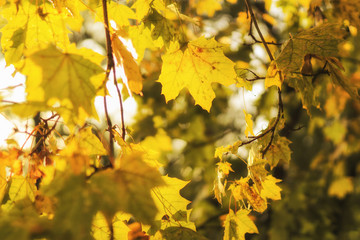 Yellow maple leaves in autumn forest, selective focus. Beautiful autumn landscape with yellow trees and sun. Colorful foliage in the park. Falling leaves natural background