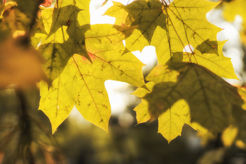 Yellow maple leaves in autumn forest, selective focus. Beautiful autumn landscape with yellow trees and sun. Colorful foliage in the park. Falling leaves natural background