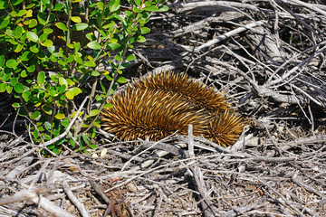 View of a wild echidna on the side of the road in Kalbarri National Park, Western Australia