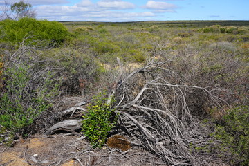 View of a wild echidna on the side of the road in Kalbarri National Park, Western Australia